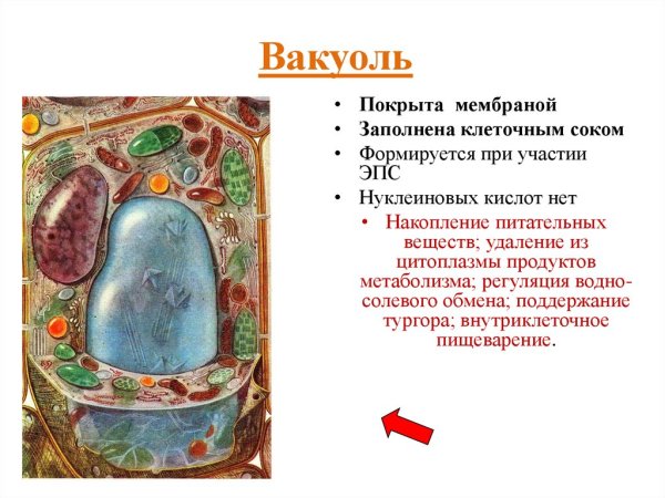Вакуоль центр клетки