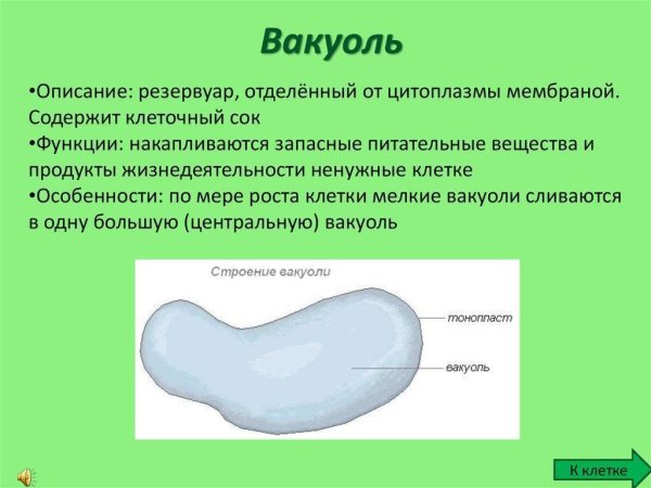 Вакуоль строение 5 класс биология