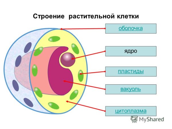 Строение клетки для детей
