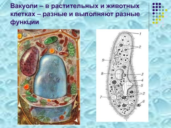 Строение клетки вакуоль