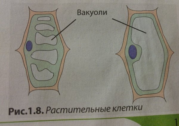 Рост растительной клетки и вакуоли