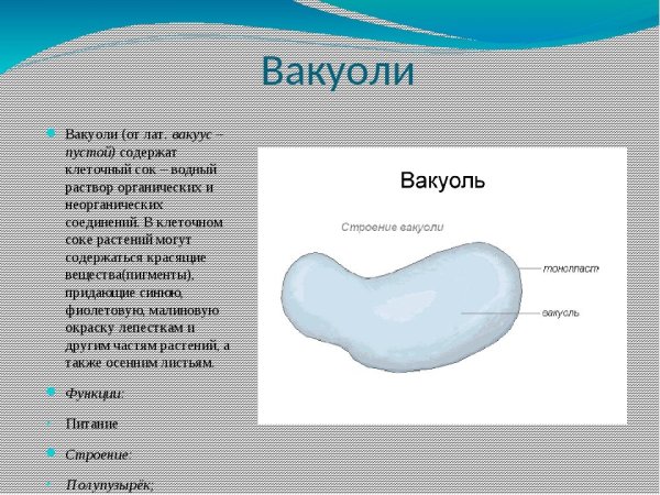 Схема строения вакуоли