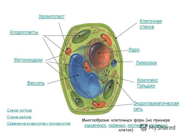 Схема вакуоли клетки