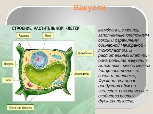 Органоид растительной клетки вакуоль