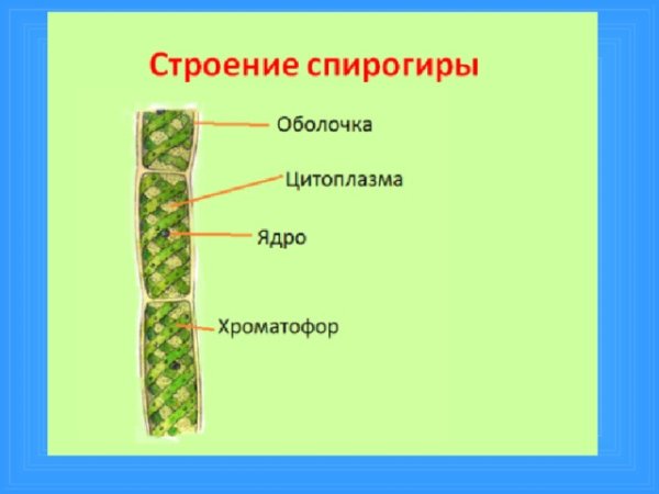 Схема строения клетки спирогиры