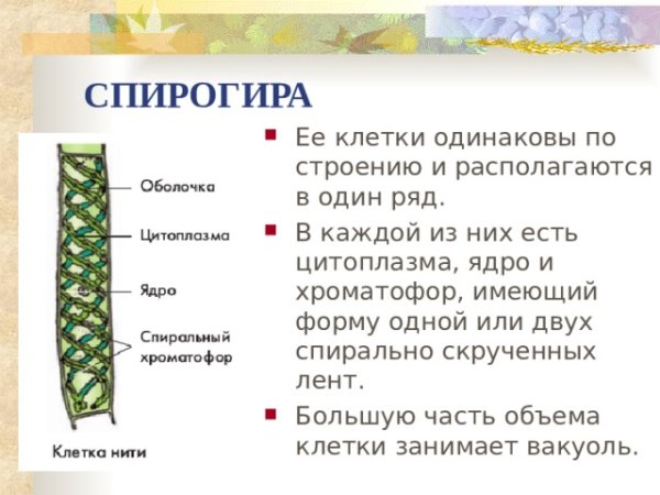 Спирогира характеристика