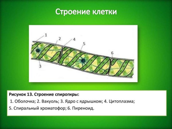 Клетка спирогиры под микроскопом