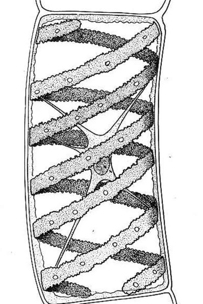 Клетка спирогиры под микроскопом
