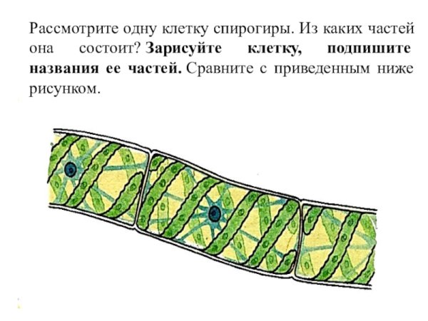 Клеточная стенка у спирогиры состоит из