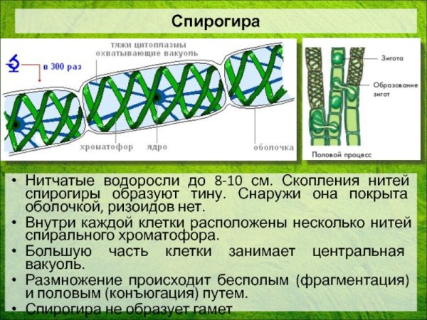 Зигота спирогиры