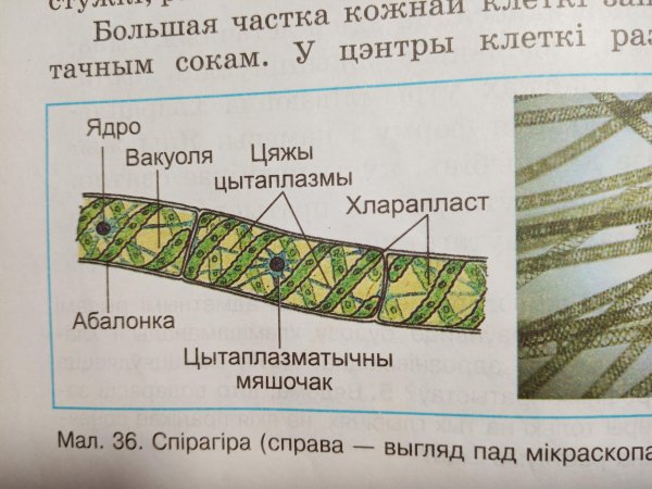 Строение спирогиры лабораторная