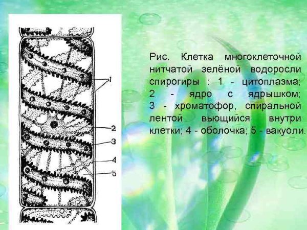 Органоиды спирогиры