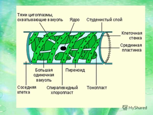 Спирогира водоросль строение