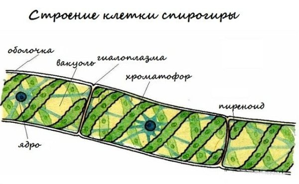 Строение таллома спирогиры