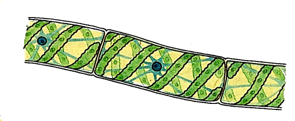 Зелёные водоросли спирогира