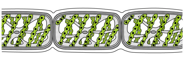 Спирогира водоросль рисунок