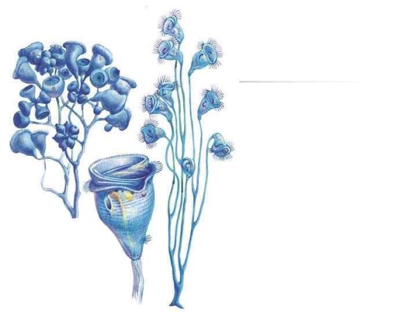 Кархезиум инфузория