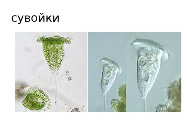 Сувойки колониальные
