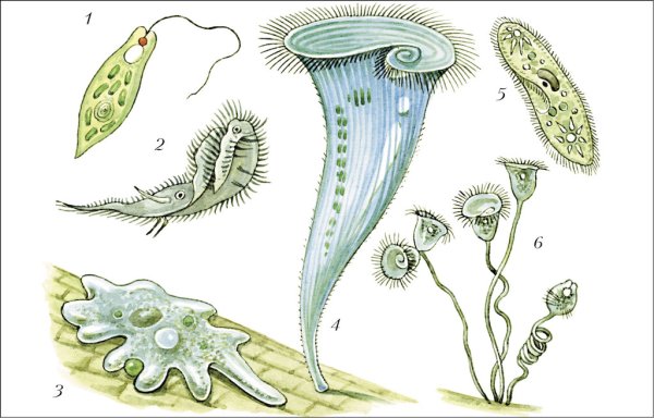 Инфузория сувойка