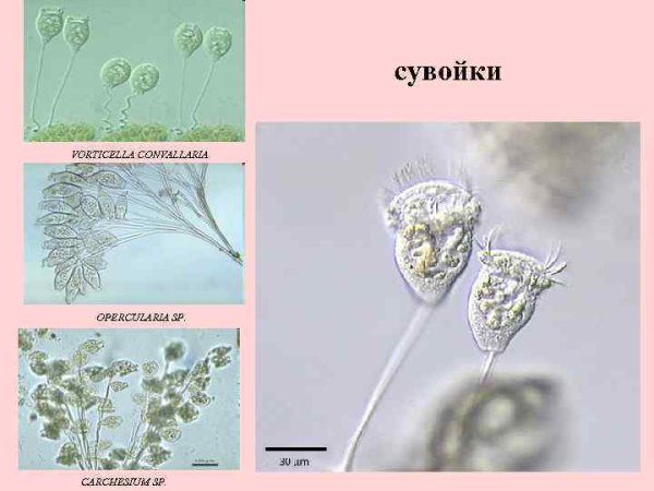 Сувойка размножение