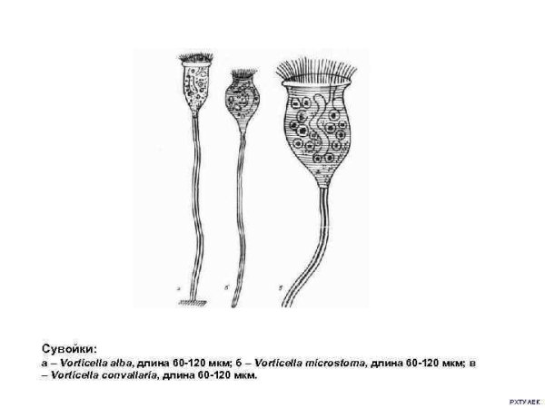 Сосущая инфузория Sphaerophrya
