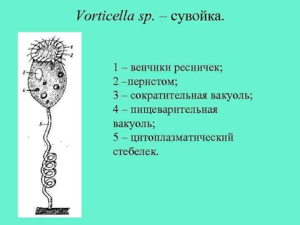 Сувойка бродяжка