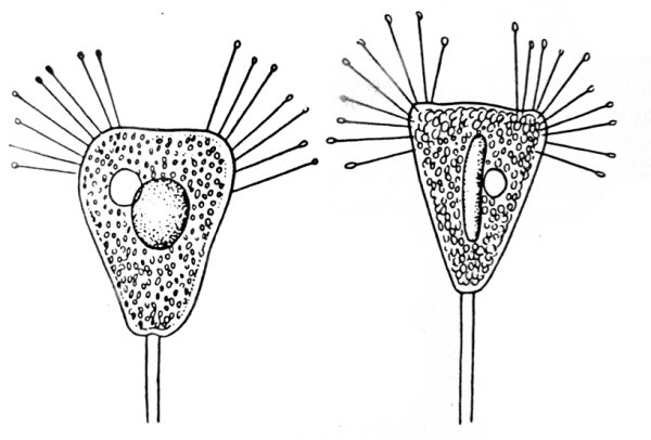 Трубач кархезиум Фортицелла
