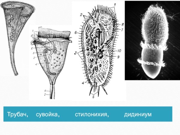 Класс Ресничные инфузории представители