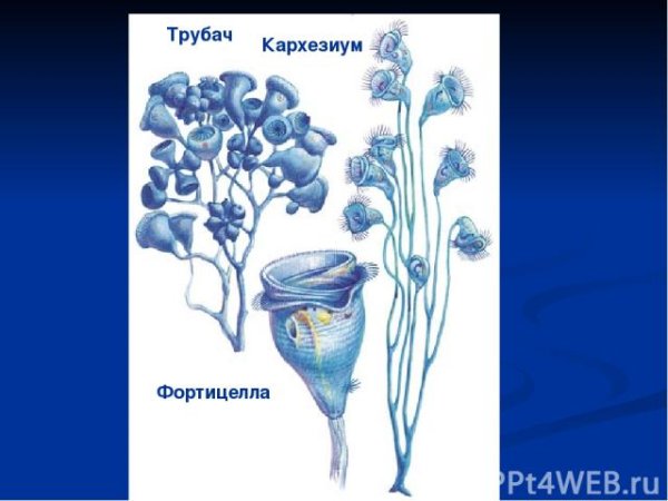 Сувойка строение