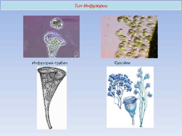 Кархезиум инфузория