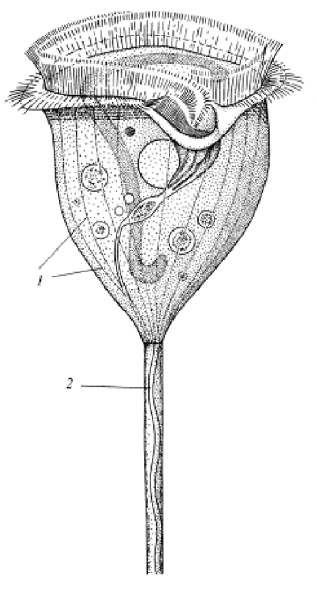 Сувойка, инфузория-трубач, Бурсария