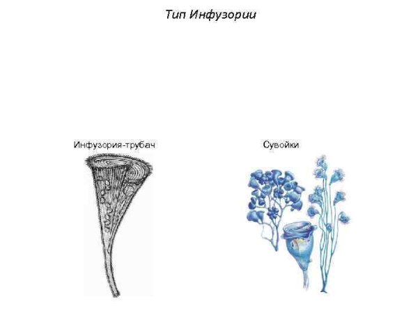 Vorticella SP строение