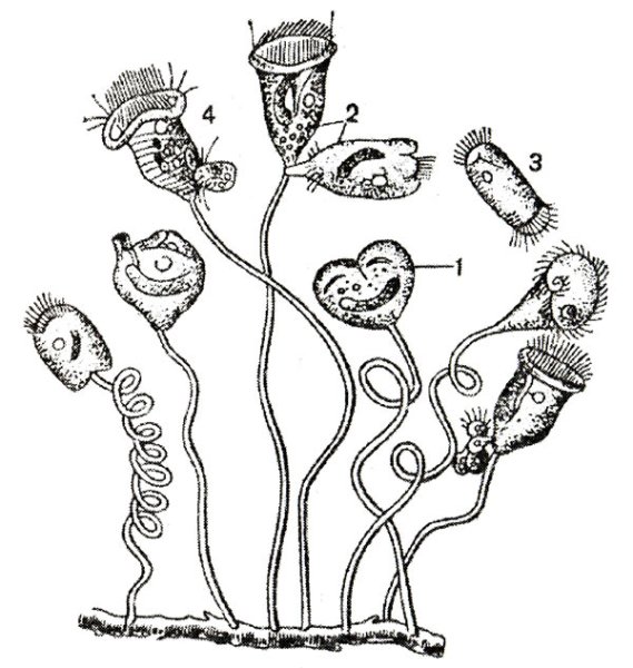 Вестибулум инфузории