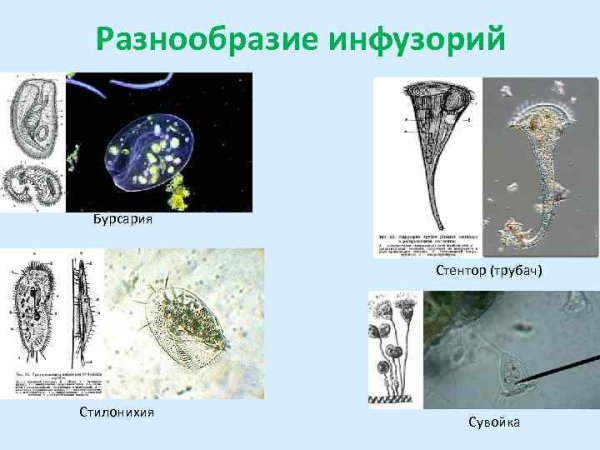 Инфузория сувойка