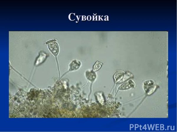 Сувойка строение с подписями