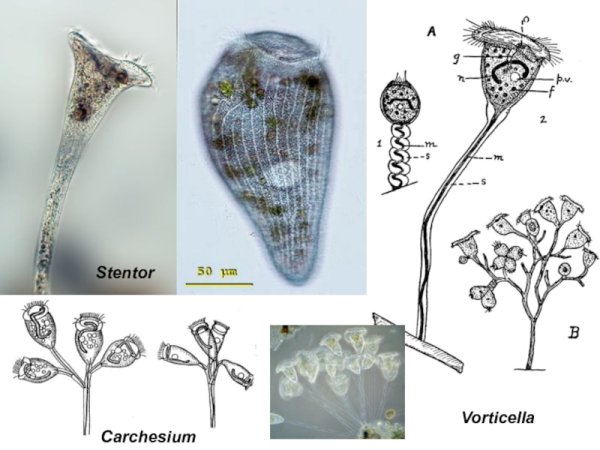 Vorticella SP строение
