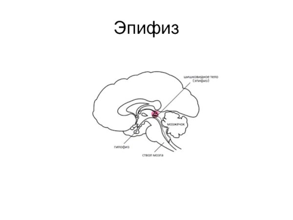 Эпифиз строение