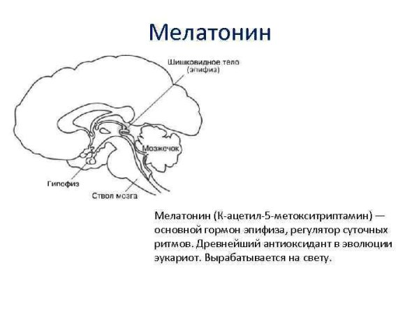 Эпифиз гипоталамус мелатонин