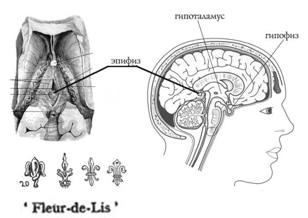 Шишковидная железа схема расположения