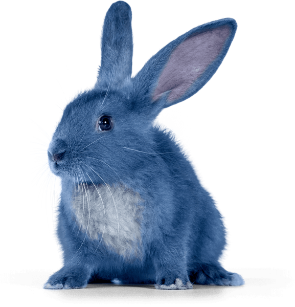 Блю рэббит
