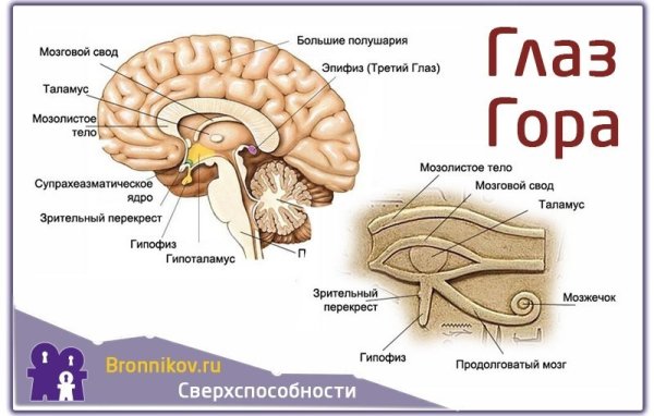 Эпифиз шишковидная железа строение