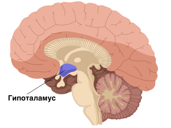 Шишковидная железа анатомия