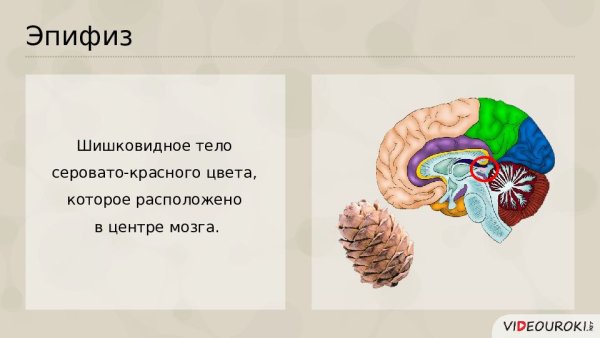 Эпифанес внешнее и внутреннее строение