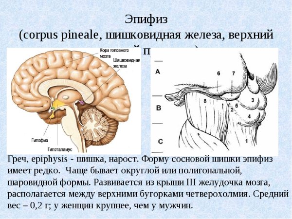 Шишковидная железа анатомия человека