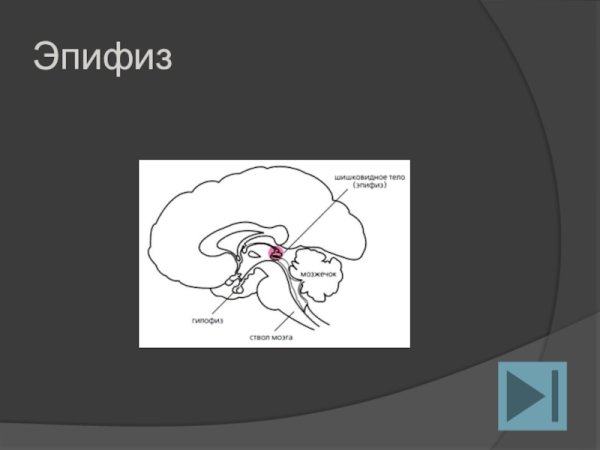 Эпифиз схема