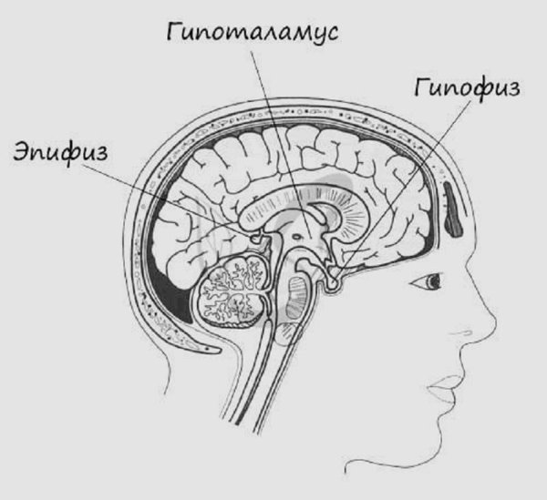 Гипофиз гипоталамус шишковидная железа