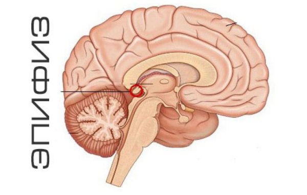 Промежуточный мозг эпифиз
