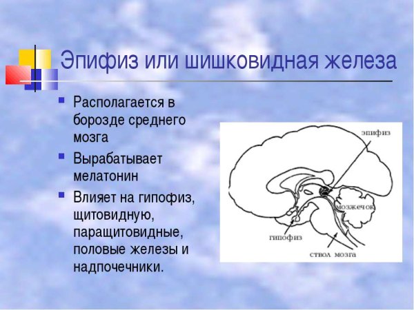 Гипофиз головного мозга и шишковидная железа