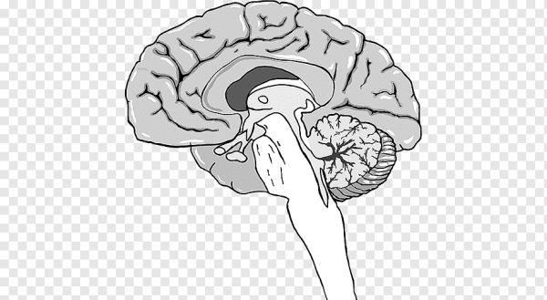 Мозг человека гипофиз