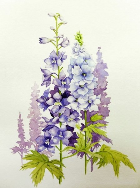 Дельфиниум арт